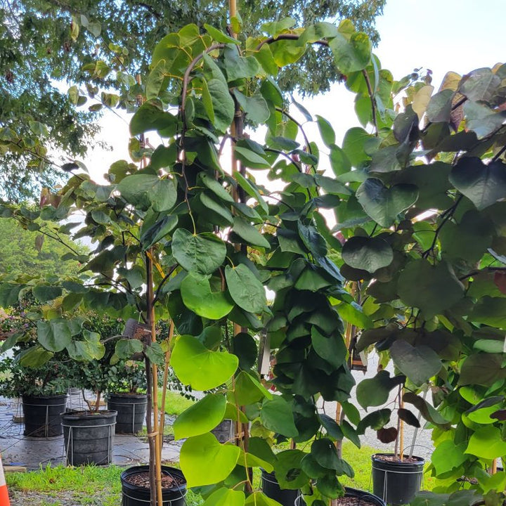 A photo illustrating the cascading, weeping habit of Cercis canadensis 'Golden Falls' (weeping redbud)