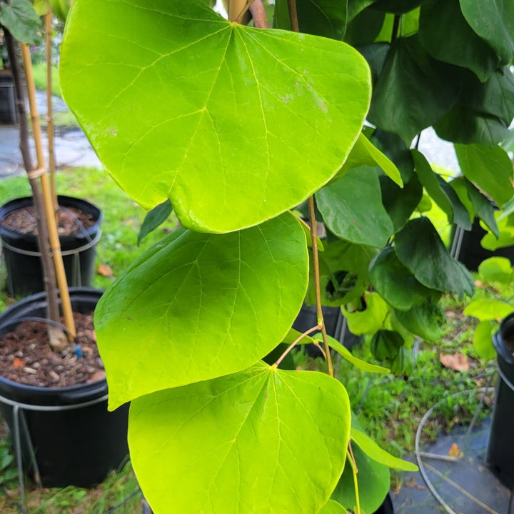 A close-up photo of the chartreuse, lime-green, heart-shaped leaves of Cercis canadensis 'Golden Falls' (weeping redbud)