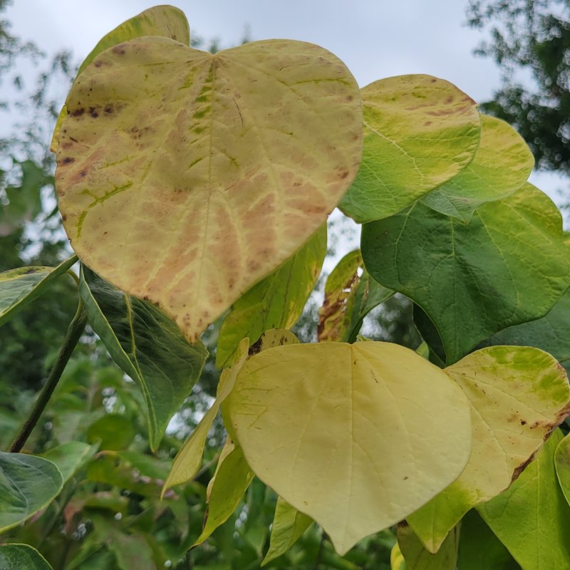A photo illustrating the varying green and yellow shades of the late summer foliage of Cercis canadensis 'Hearts of Gold'