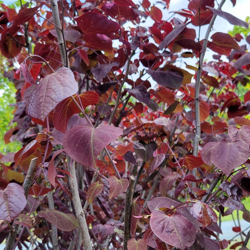 A close-up photo of the dark, red-burgundy heart-shaped foliage of Cercis canadensis 'Midnight Express'