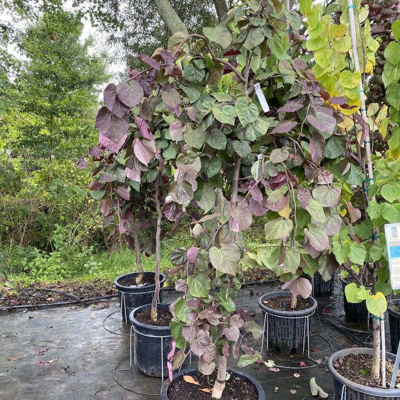 Cercis canadensis 'Ruby Falls' (Eastern Redbud) in a 15 gallon pot. 