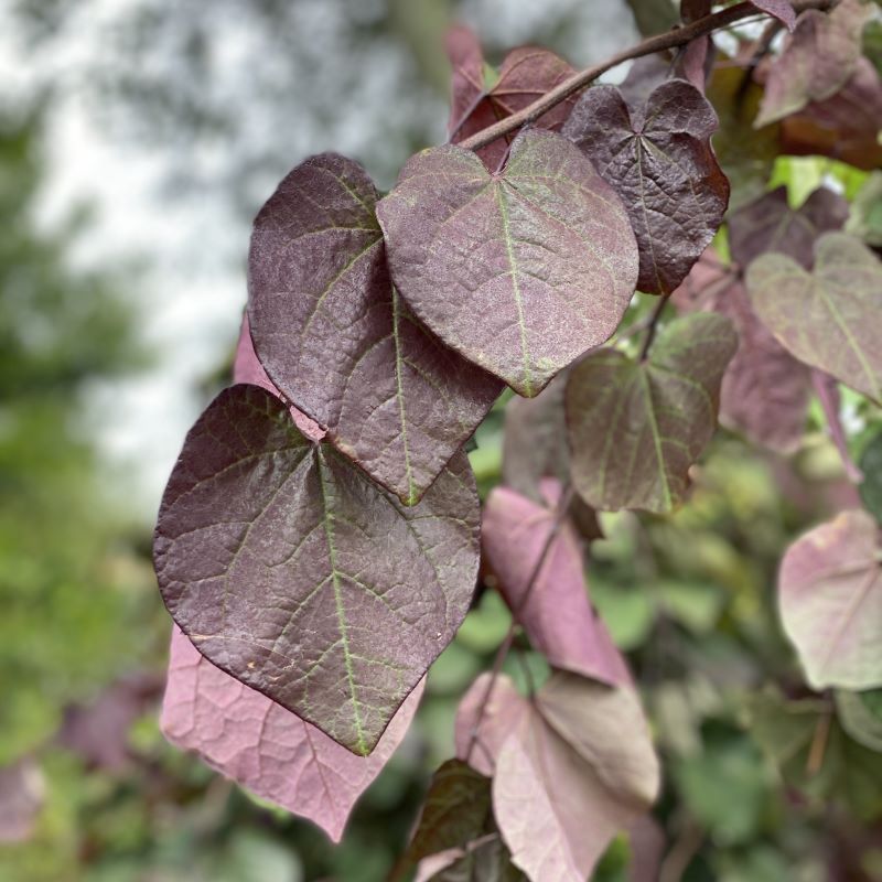 Close up of cercis canadensis 'Ruby Falls' (Eastern Redbud) leaves. 