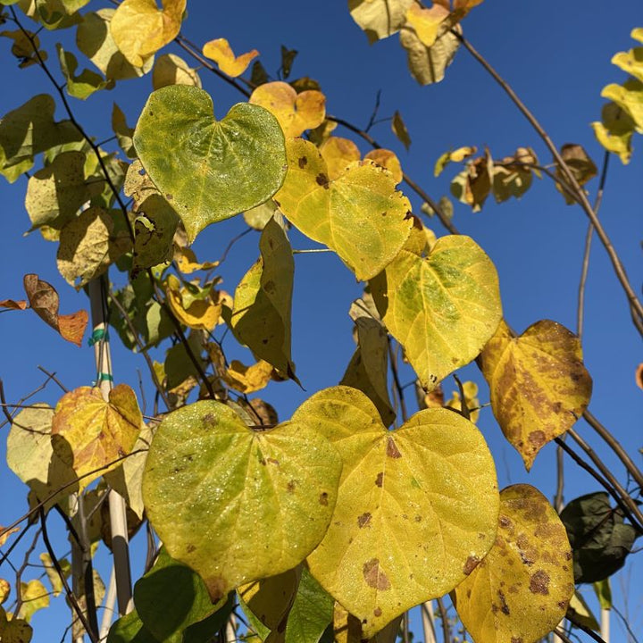Fall foliage of Cercis canadensis (Eastern Redbud).