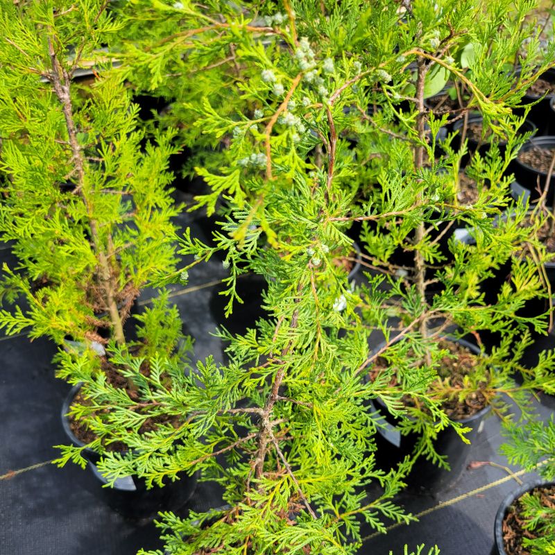A collection of Atlantic white cedars (Chamaecyparis thyoides) grown in 1-gallon pots