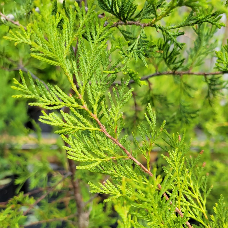 A close-up photo of the feathery green needles of Chamaecyparis thyoides (Atlantic white cedar)