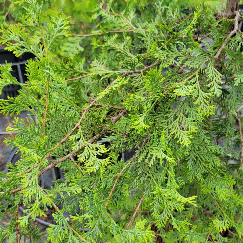 A close-up photo of the dense, scaly green foliage of Atlantic white cedar (Chamaecyparis thyoides)