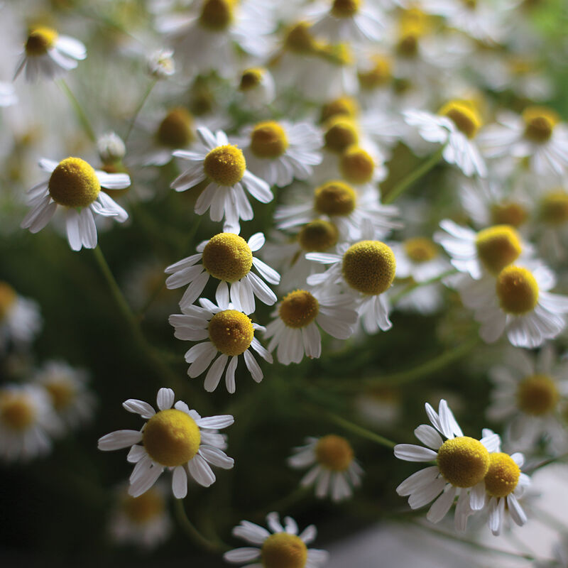 White and yellow diasy-like flowers of German chamomile.