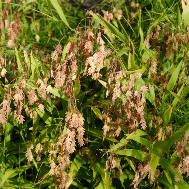 Close up of chasmanthium latifolium (Sea Oats) grass with brown seed heads.