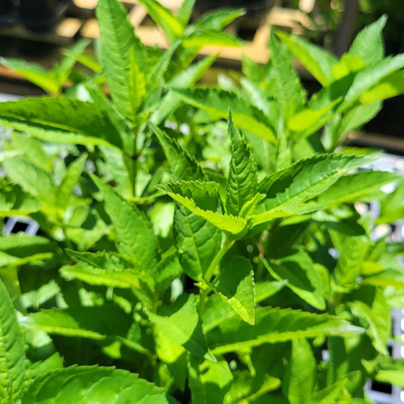 A close-up photo of the large, broad leaves of Chelone obliqua (red turtlehead) grown as plugs