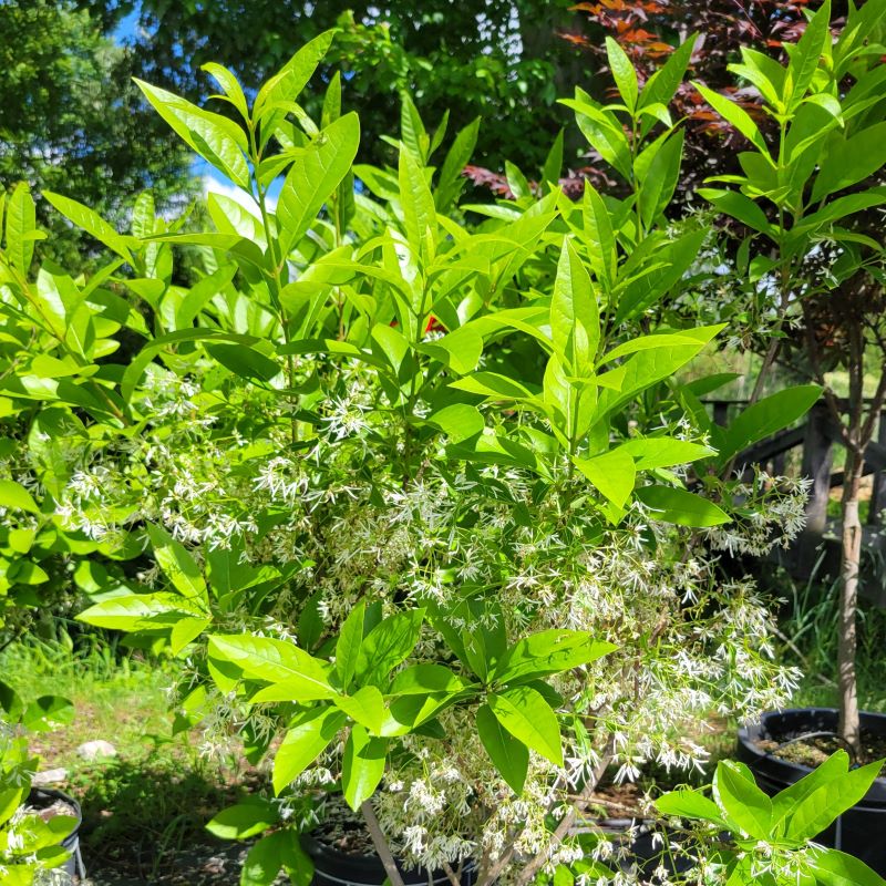 Striking floral display of a Chionanthus virginicus (Fringetree)