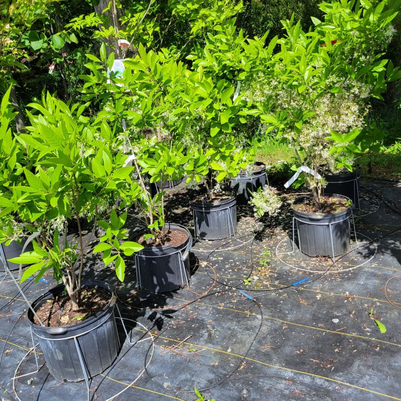 A group of Chionanthus virginicus (Fringetree) grown in 7-gallon pots.