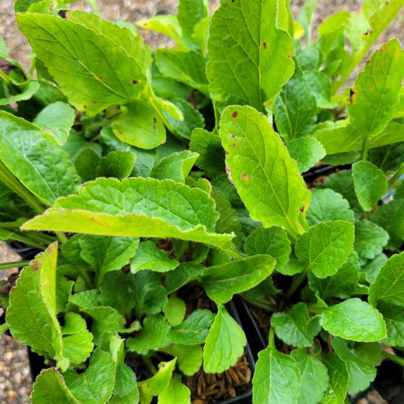 Chrysogonum virginianum (goldenstar) also known as gold and green with vibrant green foliage grown in a quart sized container