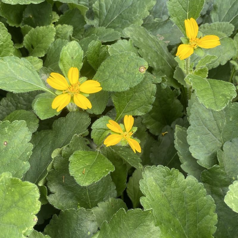 Close-up of Chrysogonum virginianum 'Allen Bush', a green leafy plant with three small bright yellow flowers.