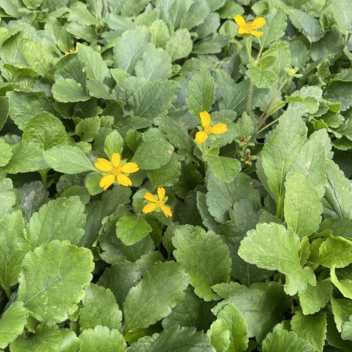 Chrysogonum virginianum 'Allen Bush', a green ground cover plant with textured oval leaves and small bright yellow flowers.