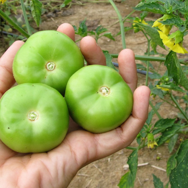 Mature Cisineros Grande tomatillos with tomatillo plants in background.