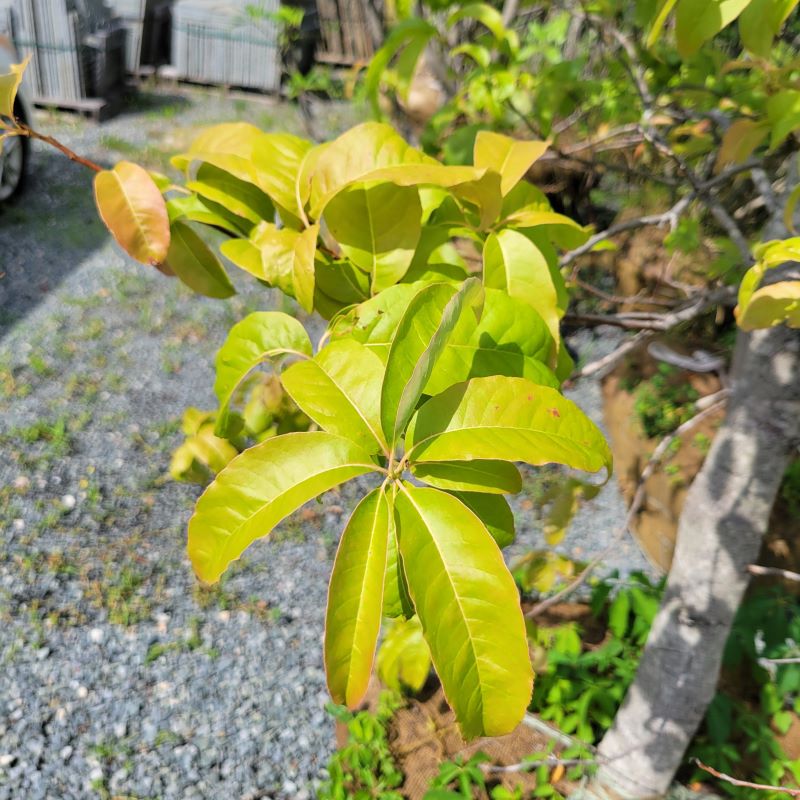 Close-up of Cladrastis kentuckea (American Yellowwood) leaves
