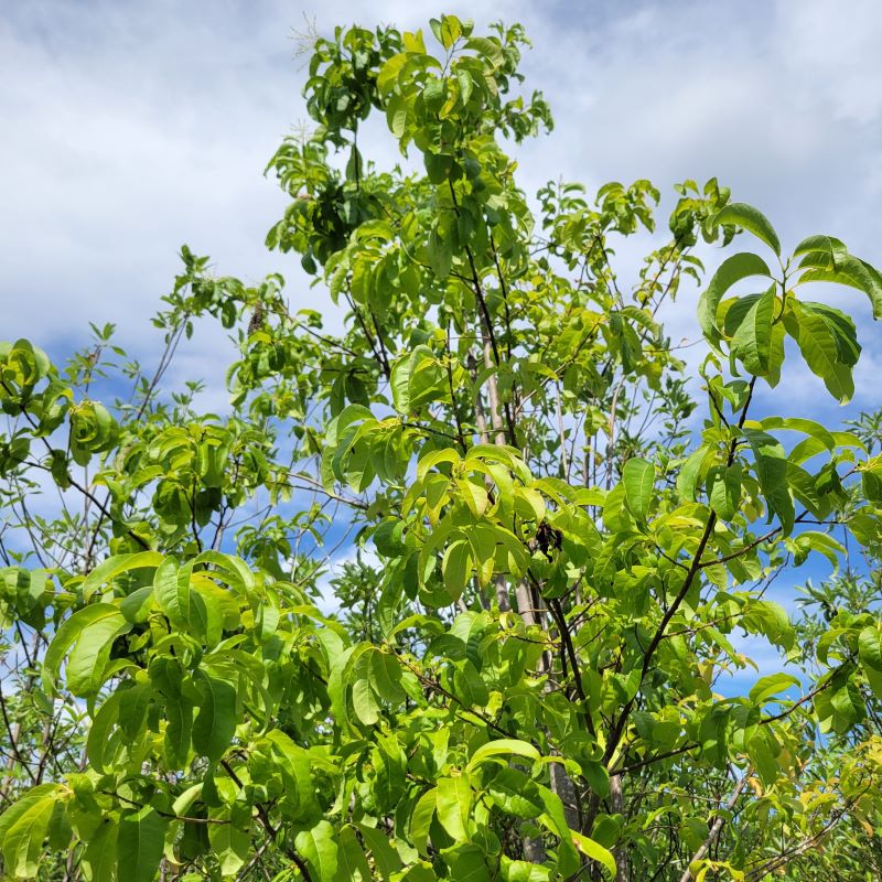 Cladrastis kentuckea (American Yellowwood) with curling leaves