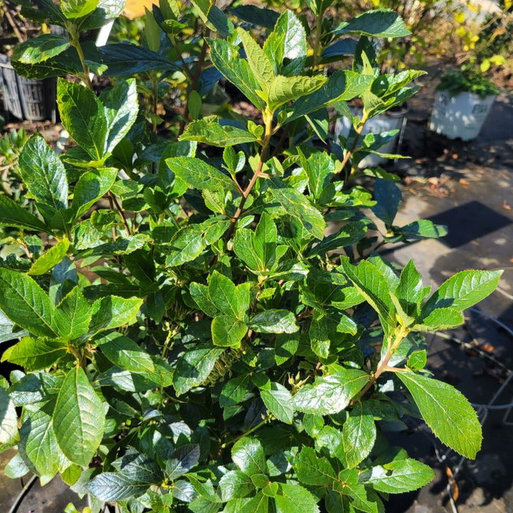 Dense branch structure of Clethra alnifolia 'Sixteen Candles' (Summersweet)