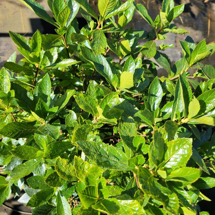 Close-up photo of the green glossy foliage of Clethra alnifolia 'Sixteen Candles' (Summersweet)