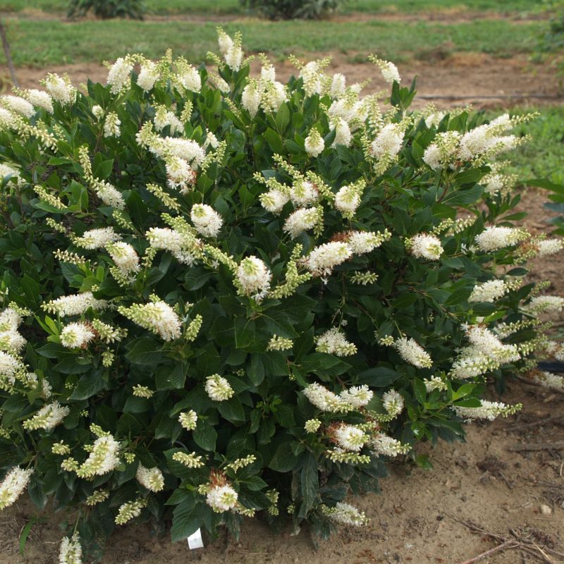 A photo of the mature habit of Clethra alnifolia Sugartina 'Crystalina' in a rounded mound