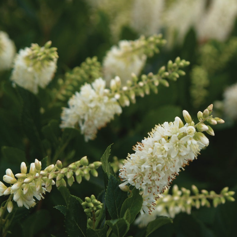 A close-up photo of the showy white flower spikes of Clethra alnifolia Sugartina 'Crystalina'