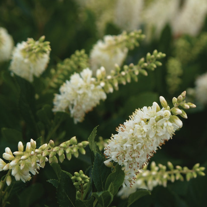 A close-up photo of the showy white flower spikes of Clethra alnifolia Sugartina 'Crystalina'
