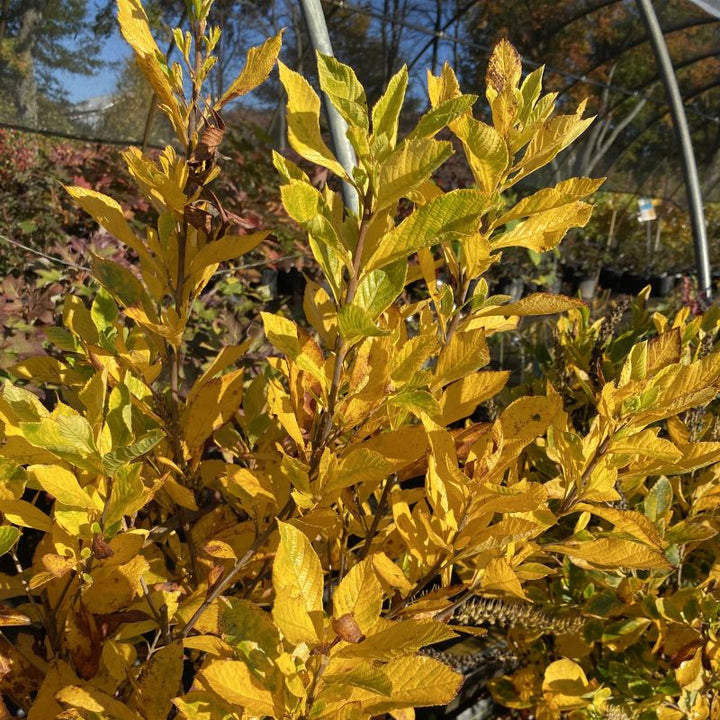 Clethra alnifolia 'Hummingbird' showcasing yellow fall foliage.