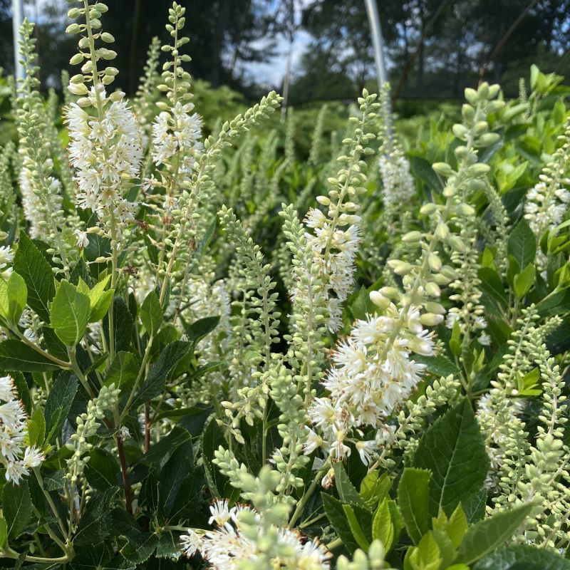Close-up of white Clethra alnifolia 'Hummingbird' flowers in bloom.