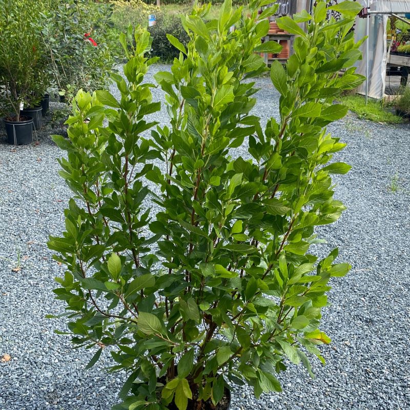 Clethra alnifolia 'Ruby Spice' grown in a 3-gallon pot.