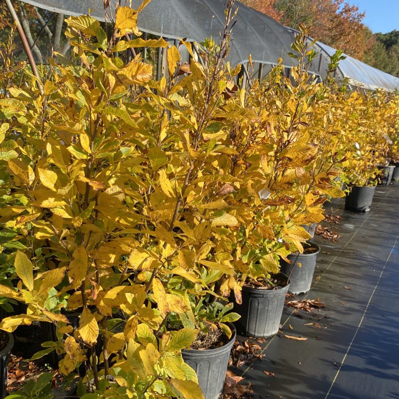 Fall color of Clethra alnifolia 'Ruby Spice'.