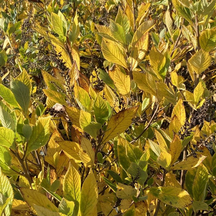 Yellow fall foliage of Clethra alnifolia 'Summer Sparkler'.