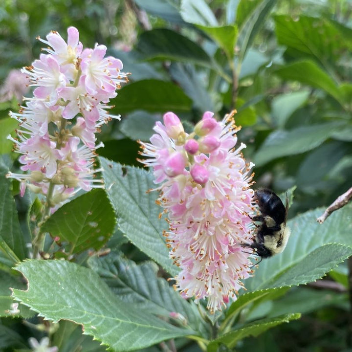 Pink flowers of Clethra alnifolia 'Pink Spires' with bumblebee.