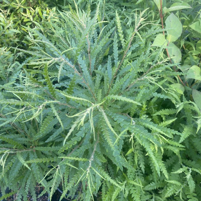 Fern-like foliage of Comptonia peregrina