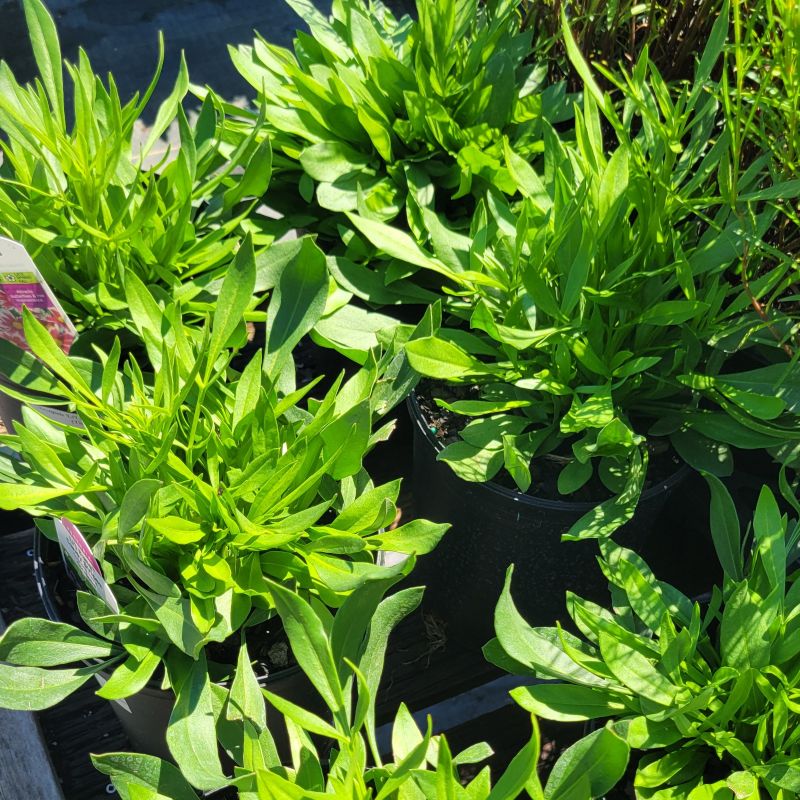 A photo of several small tickseeds (Coreopsis Li'l Bang 'Candy Stripes') grown in 1-gallon containers
