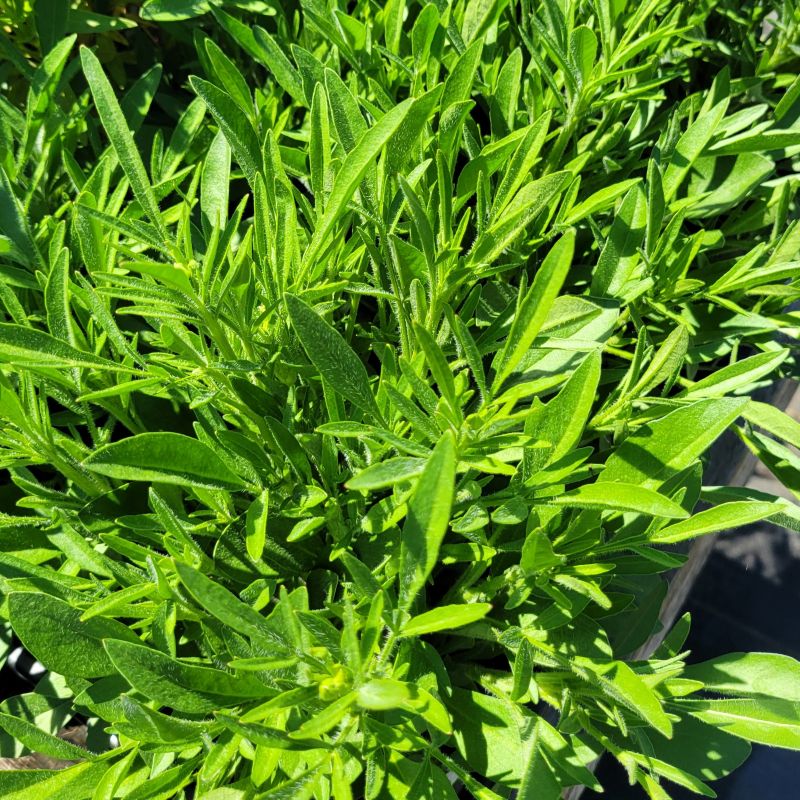 A close-up photo of the lance-leaved foliage of Coreopsis Li'l Bang 'Darling Clementine' tickseed