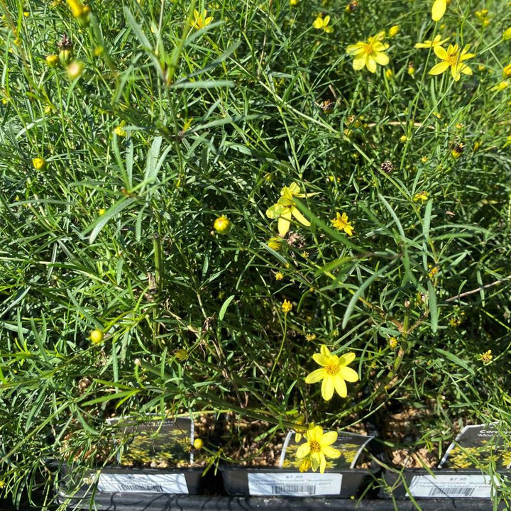 Coreopsis verticillata 'Moonbeam' grown in quart size pots.