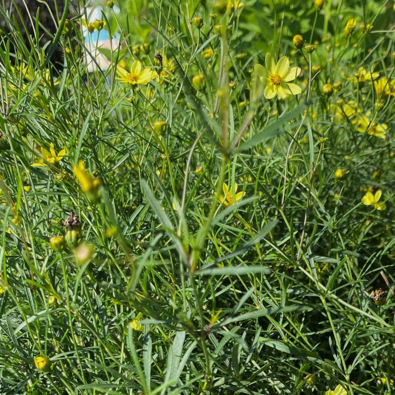 Close up of foliage and pale yellow blooms of Coreopsis verticillata 'Moonbeam'.