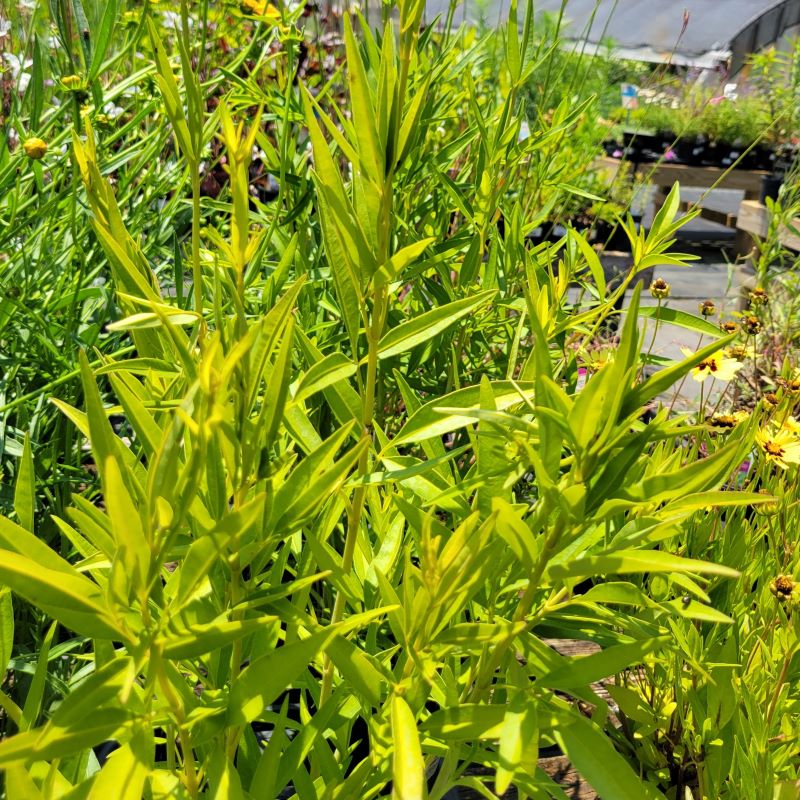Lime-green foliage of Coreopsis tripteris 'Gold Standard' (Tickseed)