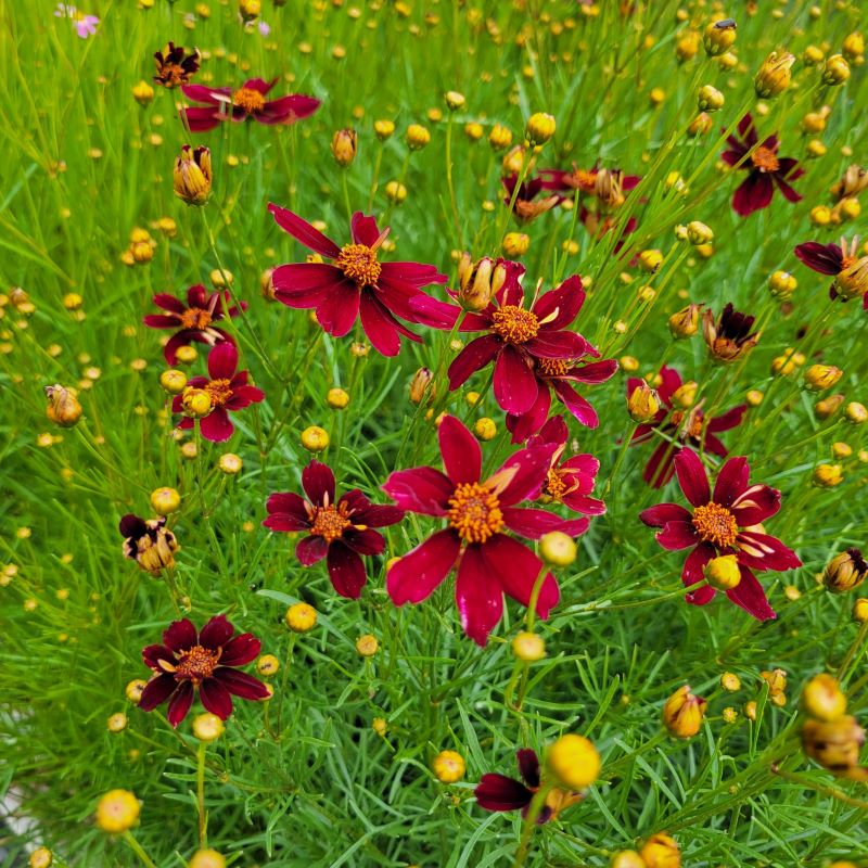 Coreopsis x Permathread™ 'Red Satin' (Tickseed) – Unity Church Hill ...