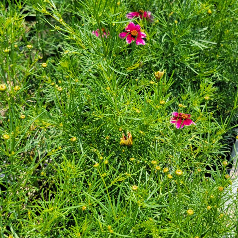 A photo of the thready, needle-like foliage of Coreopsis verticillata 'Zesty Singer' threadleaf tickseed with several pink and white blooms