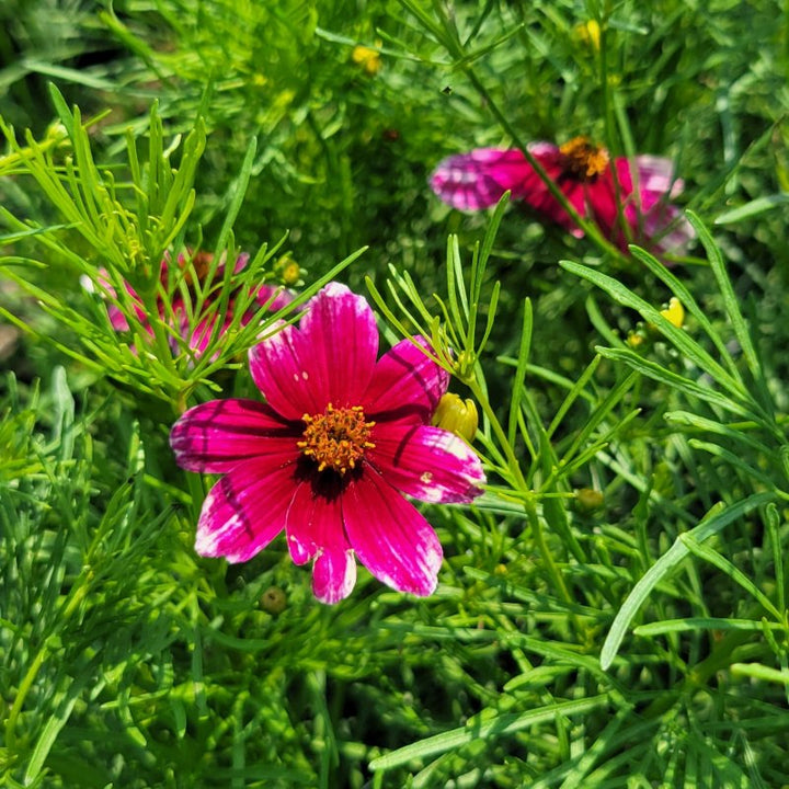 A close-up photo of the striking pinkish-red bloom with white edges of 'Zesty Zinger' threadleaf tickseed (Coreopsis verticillata)