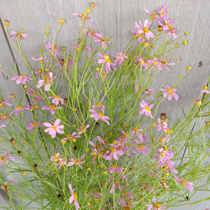 Rosy pink flower of Coreopsis rosea 'American Dream' (Pink Tickseed) in bloom in late spring.