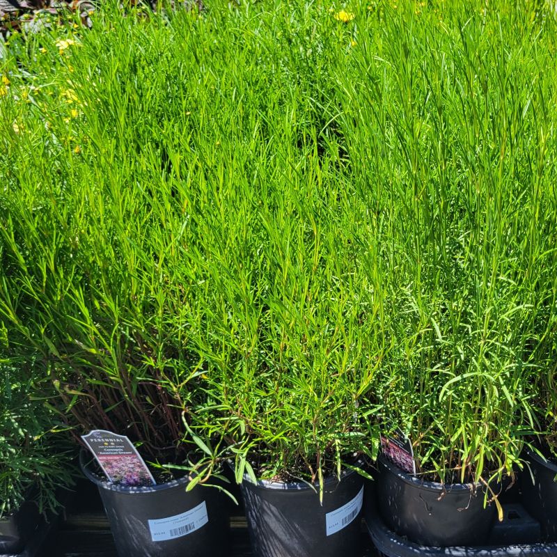 A photo of the green, thread-like foliage of several Coreopsis rosea 'American Dream' tickseeds grown in 1-gallon containers