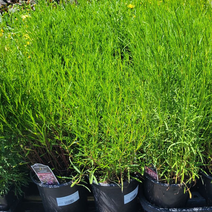 A photo of the green, thread-like foliage of several Coreopsis rosea 'American Dream' tickseeds grown in 1-gallon containers