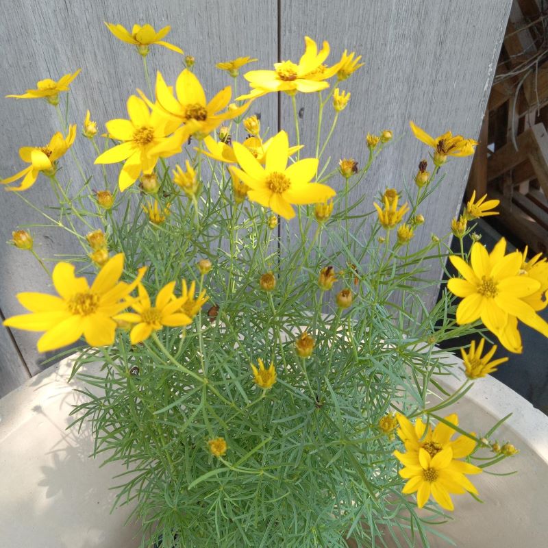 Coreopsis verticillata 'Zagreb' (Threadleaf Tickseed) in bloom with golden yellow flowers in early summer.