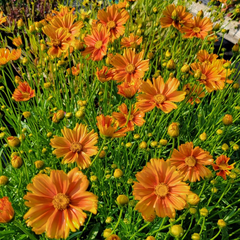 A close-up photo of the clossy orange and yellow flowers of Coreopsis 'Lil Bang Darling Clementine' tickseed