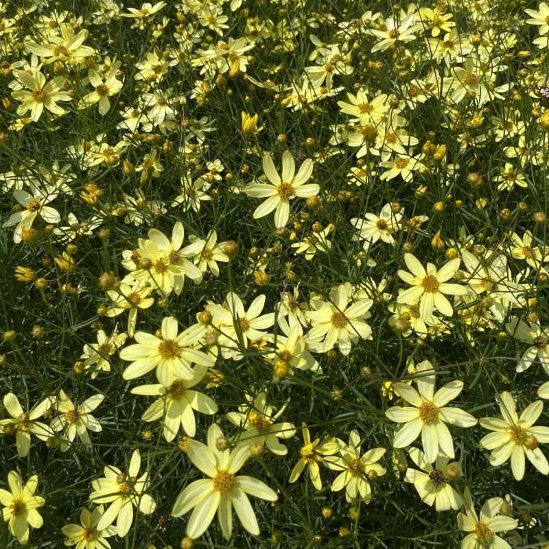 Close up of foliage and pale yellow blooms of Coreopsis verticillata 'Moonbeam'.