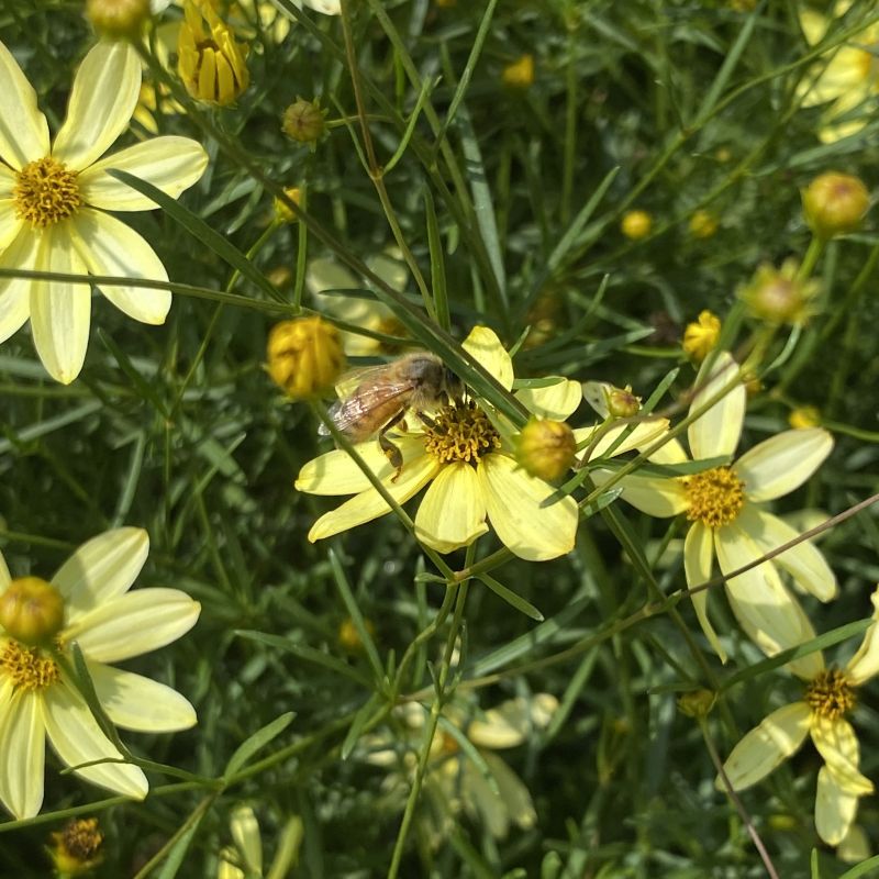 Close up of honey bee on pale yellow blooms of Coreopsis verticillata 'Moonbeam'.