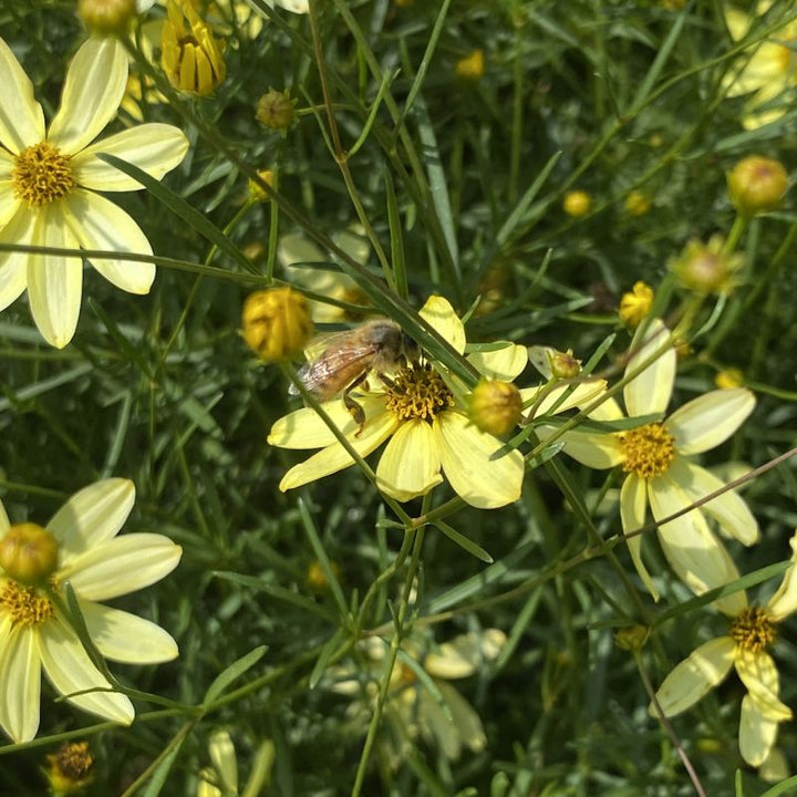 Close up of honey bee on pale yellow blooms of Coreopsis verticillata 'Moonbeam'.