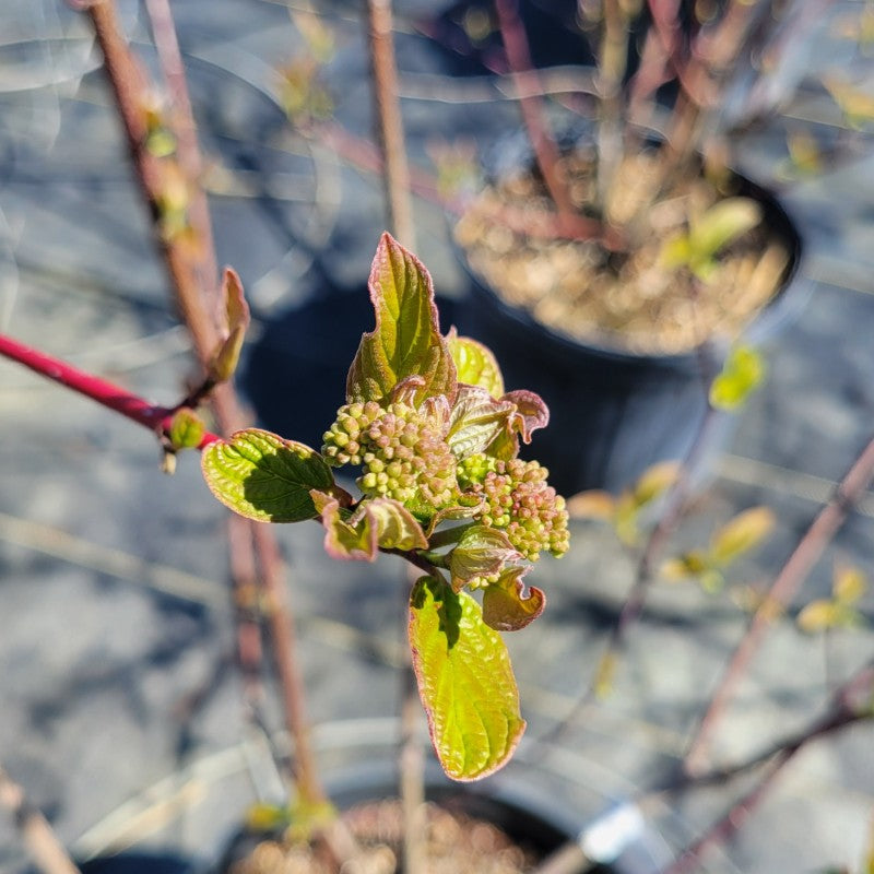 A close-up photo of the developing flower buds of Cornus amomum (Silky Dogwood)